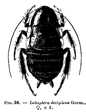 Loboptera decipiens (Germar 1817)